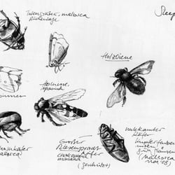 Insekten