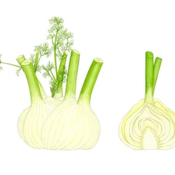 Fenchel