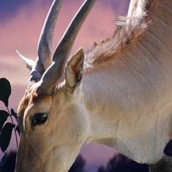 animals4
