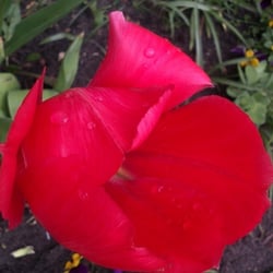 Flowers 09