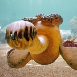Kambrium Opabinia