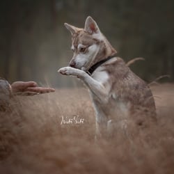 Nala Wabi-Sabi Tierfotografie 669 web
