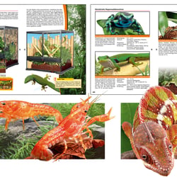 Ratgeber / Broschüre zum Thema Reptilien