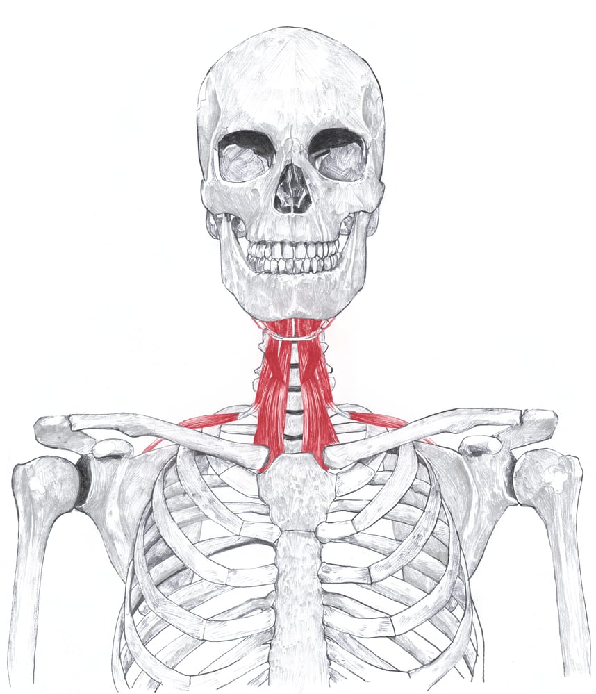 Anatomische Zeichnung