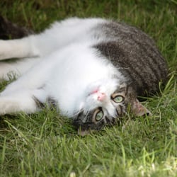 Cats 2014 Foto Übungen