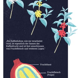 AVENIR – Die Rösterei. Graphic Novel zu fairem Kaffeeanbau und -handel