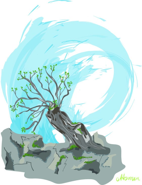 Olivenbaum