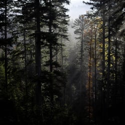 Bohemian Forest, Czech Republic