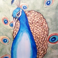 Buntstift – Pfau