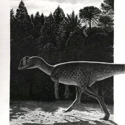 Dilophosaurus in the Afternoon Pencil Study
