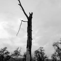 Projekt 16 – Urdenbacher Kämpe