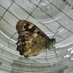 Augenfalter