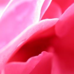 Closeup Rose