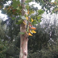 Natur 2012 Bäume