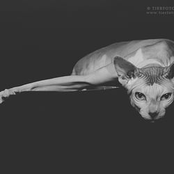 Canadian Sphynx