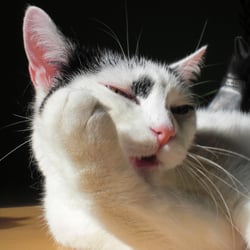 Bastet