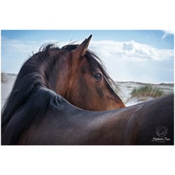 Tierfotografie StephanieBaer  0017