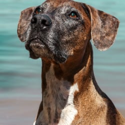 TIERFOTOGRAFIE