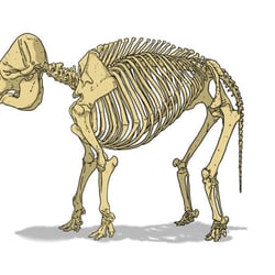 „Elefant“