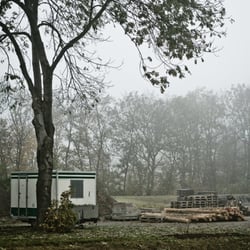 Baum und Nebel I