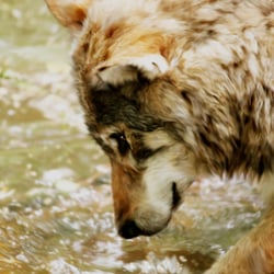 Wolfi