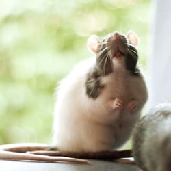 Ratten