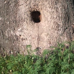 Tree No 10