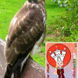Falke HH