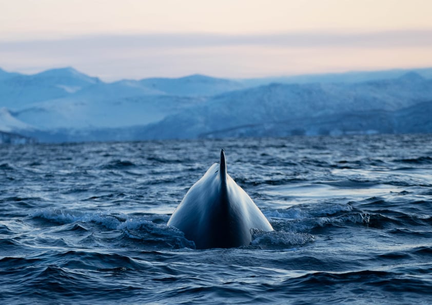 Buckelwal, Norwegen, Skjervøy, 2019