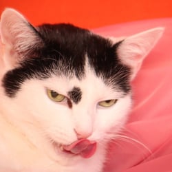 Bastet the Cat 2012 Teil 03