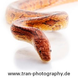 Schlange