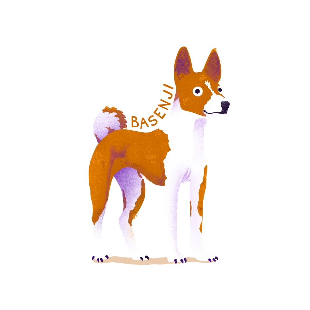 Basenji