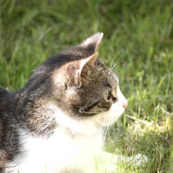 Cats 2014 Foto Übungen