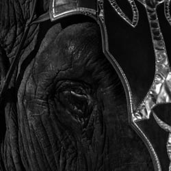 elefant