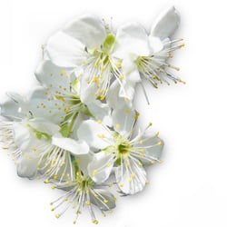 Kirschblüte