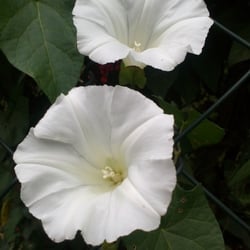Natur 2012 Blumen