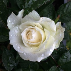 Rose mit Tautropfen