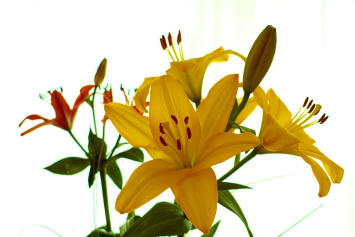 Flower I.