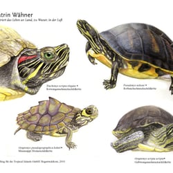 Schildkröten, Tropicals Islands Management GmbH, 2010