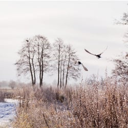 Ipwegermoor 2