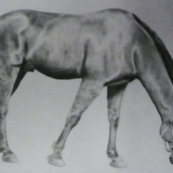 pferd stehend, seite