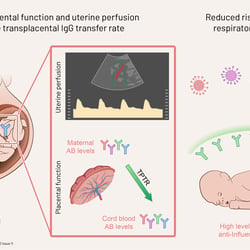Graphical Abstract für VACCINE