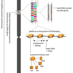 Chromosome Gene