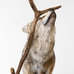 Wölfin