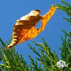 fliegeblatt