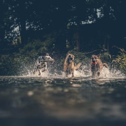 Hundefotografie, Tierfotografie