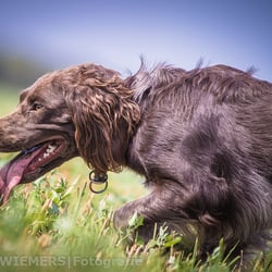 Wachtelhund