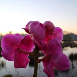Orchid flower