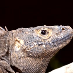Costa Rica – Wildlife