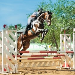 Springen